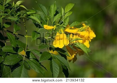 Close Up Of Yellow Flower, Yellow Elder