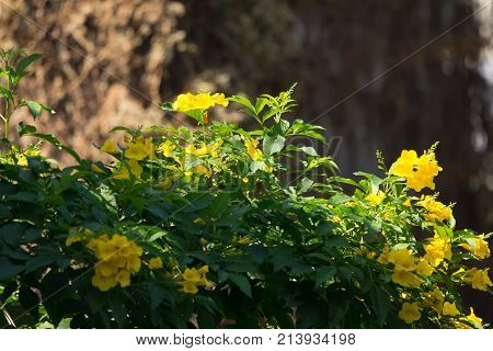 Close Up Of Yellow Flower, Yellow Elder