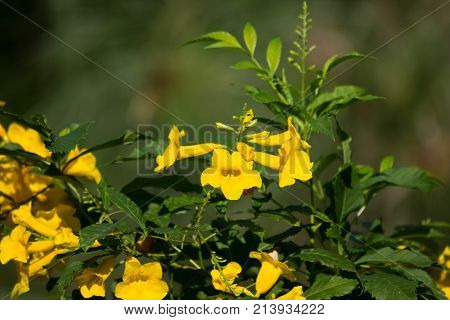 Close Up Of Yellow Flower, Yellow Elder
