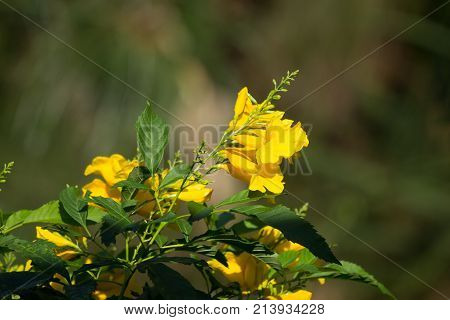 Close Up Of Yellow Flower, Yellow Elder
