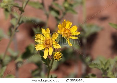 Ramtilla Plant (guizotia Scabra)