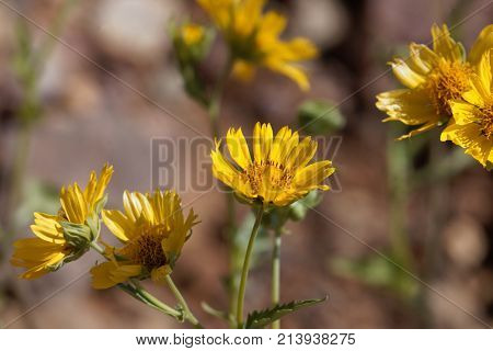 Ramtilla Plant (guizotia Scabra)