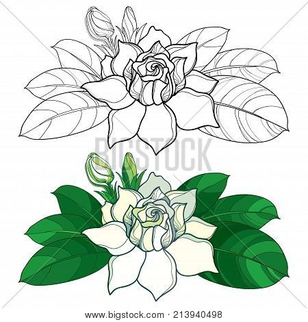 Vector outline Gardenia flower, bud and ornate leaves in black and pastel color isolated on white background. Tropical fragrant plant Gardenia in contour style for summer design and coloring book.