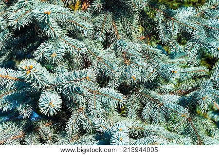 Blue spruce branches closeup as a textured background