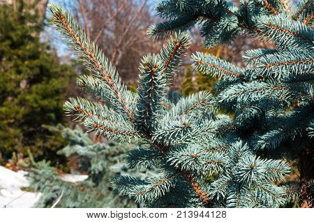 Blue spruce branches closeup as a textured background