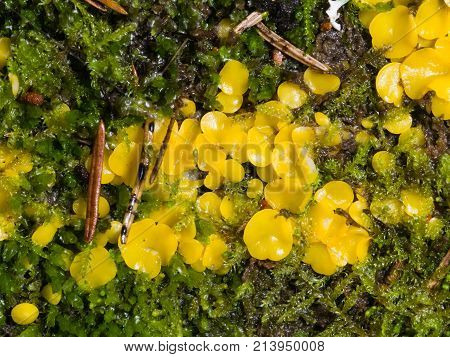 Very small fungus yellow fairy cups or lemon discos Bisporella citrina on old wood in moss macro selective focus shallow DOF.