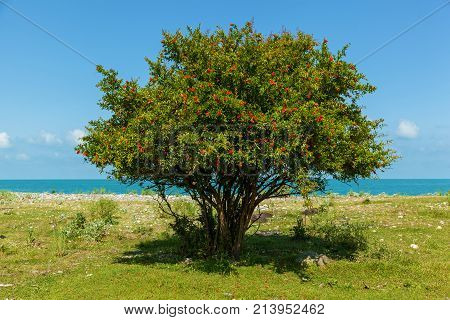bush with red flowers of pomegranate near the blue sea, bush and flowers of pomegranate