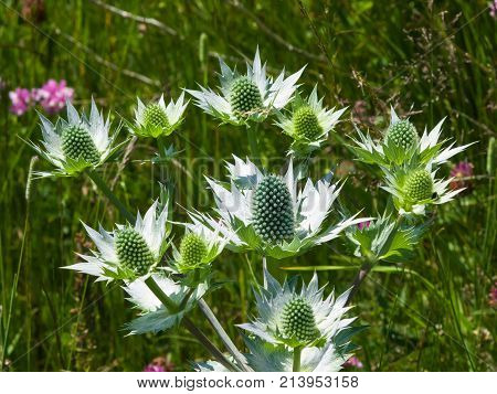 Amethyst Sea Holly or Eryngo flower buds close-up selective focus shallow DOF.