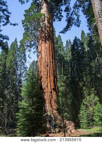 scenery at the Sequoia and Kings Canyon National Park with sequoia trees in California USA