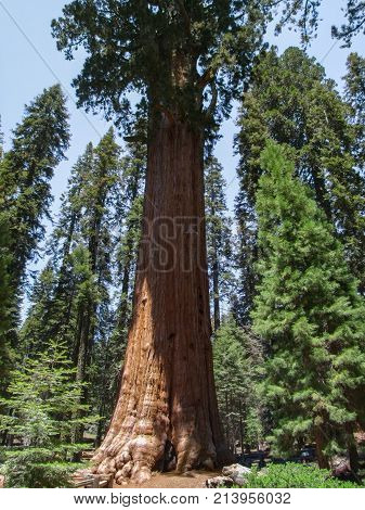 scenery at the Sequoia and Kings Canyon National Park with sequoia trees in California USA