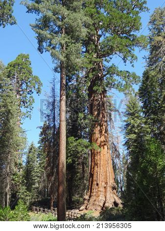 scenery at the Sequoia and Kings Canyon National Park with sequoia trees in California USA