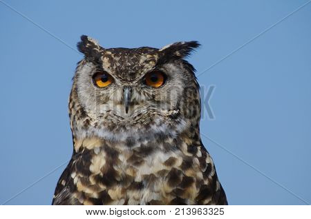 Cape Eagle Owl silhouetted against blue sky