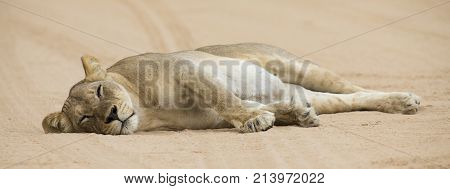 Close up of a lioness lying down to sleep on the soft Kalahari sand