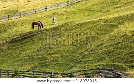 Horses Grazing On A Grassy Hillside