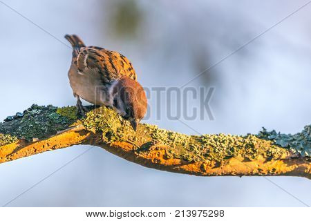 Single Male Sparrow Jumps Of Dry Twig