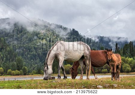 the Mare and foal close-up brown walking in the morning on a meadow in the mist. Around nature and the fog