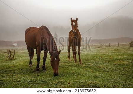 the Mare and foal close-up brown walking in the morning on a meadow in the mist. Around nature and the fog