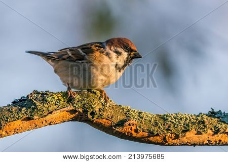 Single Male Sparrow Perched On Dry Twig