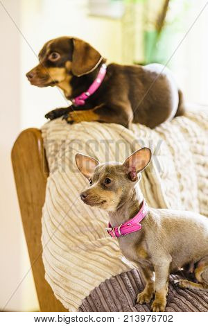 Little Dogs Chilling On Sofa