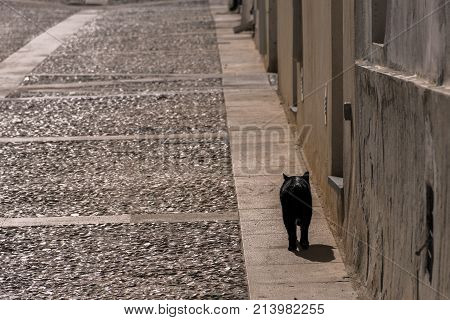 Black Cat Walking Through The Streets Of The Island Of Tabarca
