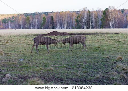 Two deer Bucks Fighting in a Field. Visim, Ural, Russia