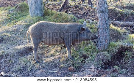 beautiful large hairy domestic pig in mud go for her deals. Visim, Ural, Russia