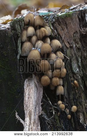 Coprinus micaceus mushroom near the tree close up