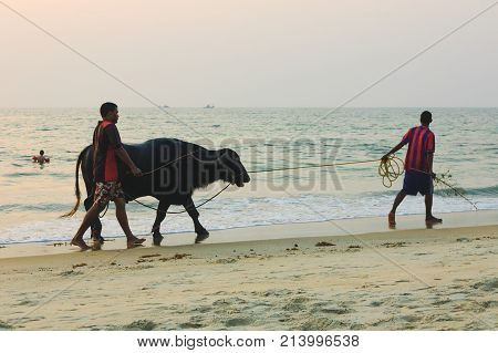 Goa, India - November 22, 2012: Indian men and bull walking along the Cavelossim Beach at sunset, South Goa, India.