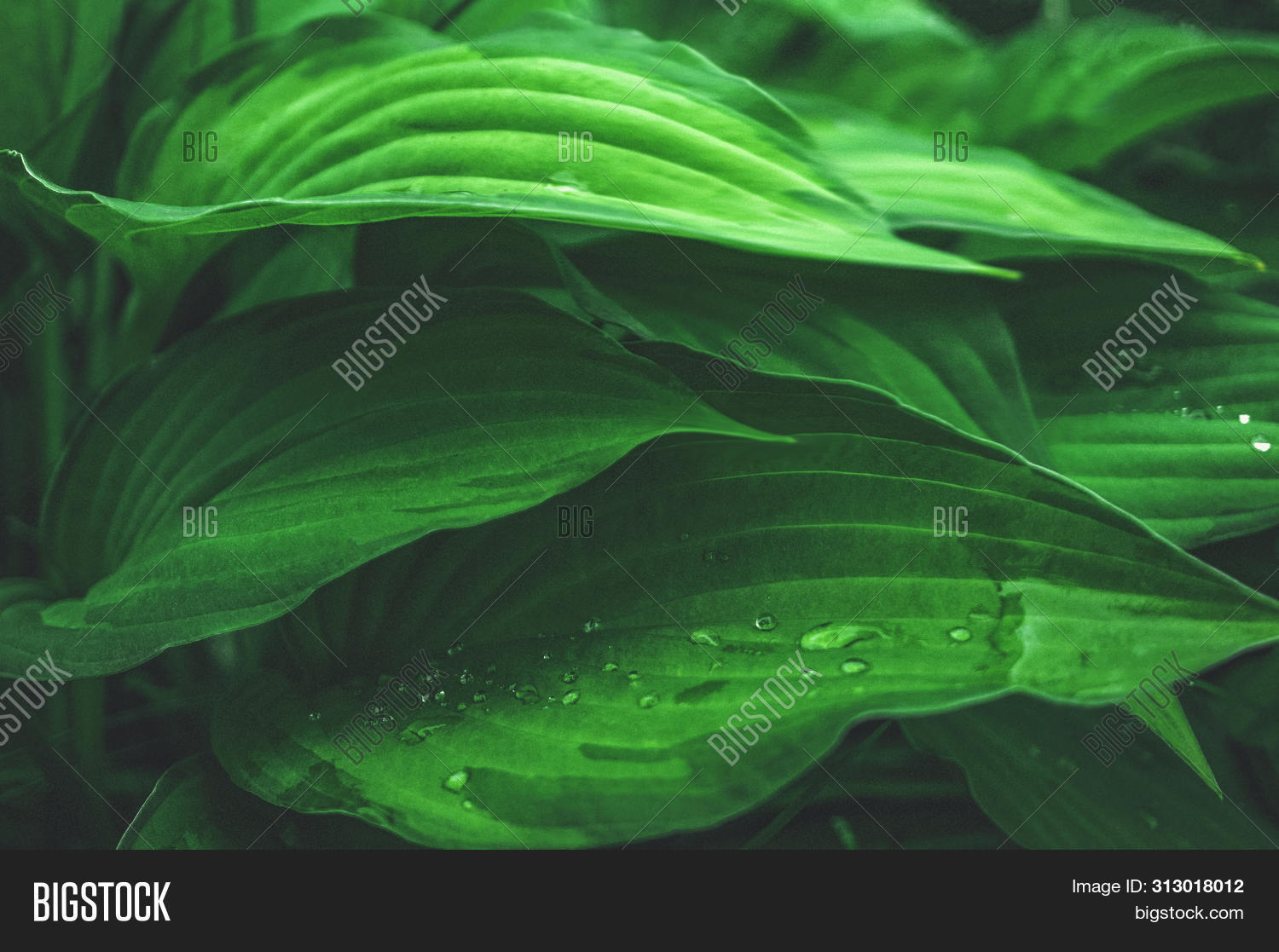 Beautiful Vegetable Image & Photo (Free Trial) | Bigstock
