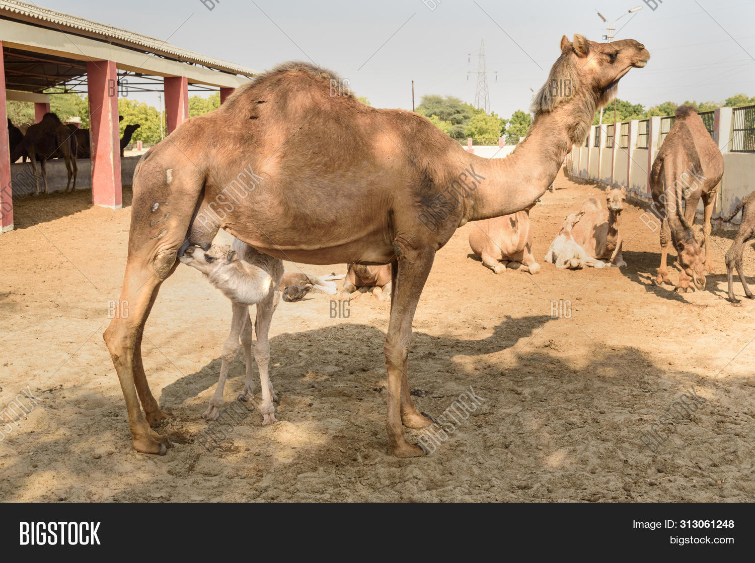 Baby Camel Sucks Milk From Mother In National Research Centre On Camel. 