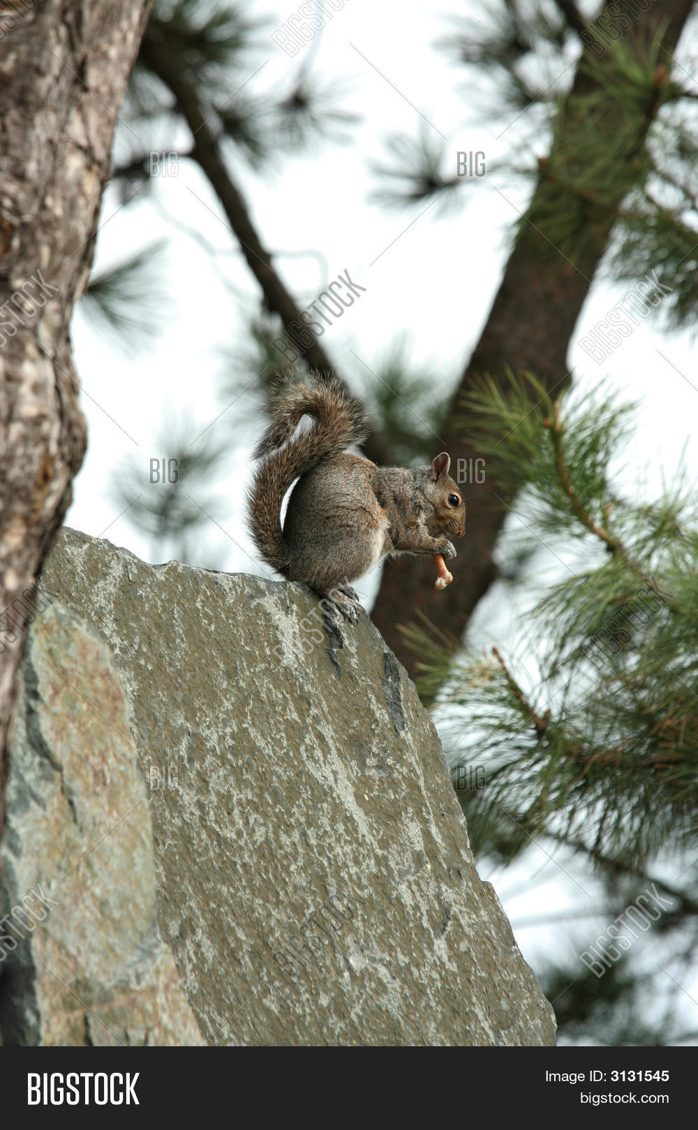 Squirrel Eating Image & Photo (Free Trial) Bigstock