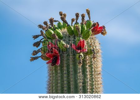 Saguaro Cactus Fruit On Top Against Sky