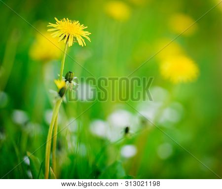 Sowthistle Flowers On A Meadow, Shallow Depth Of Field. Herbaceous, Herb.