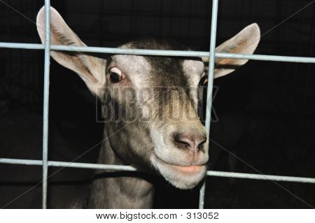 Capra In una penna