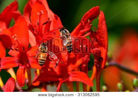 Attracted By The Colourful Red Montbretia Flower, Bees Search For Nectar. 
Vancouver Bc Canada