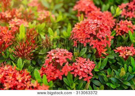 Beautiful Red Spike Flower,king Ixora Blooming (ixora Chinensis) And Green Leaves. Spike Flower In T