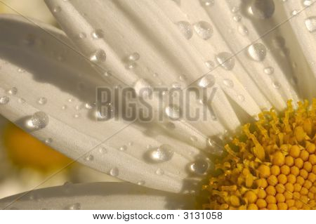 Blomst
