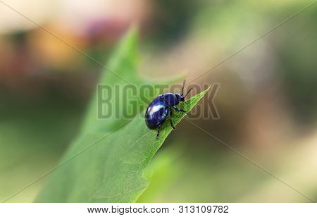 Metallic Blue Beetle On A Green Leaf