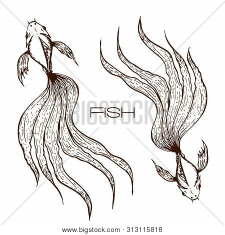 Decorative Hand Drawn Koi Or Betta Or Goldfish Illustration. Sketched Line Fish Graphic. Two Long Wa