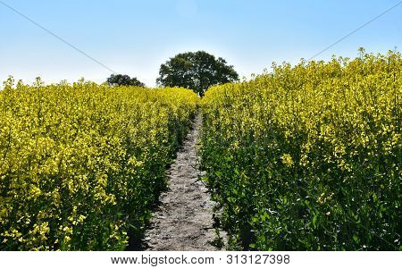 Trodden Dirt Path Through A Field Of Rape Seed.