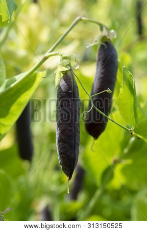 Ripe English Garden Peas Plant, Pea Pod Blauwschokkers, Close Up