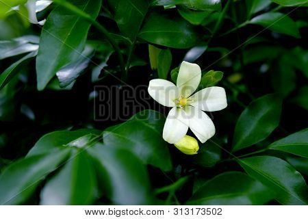 Single Orang Jessamine Blooming Among The Branches. Single Andaman Satinwood Are Blooming. Single Mu
