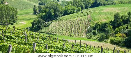 อิตาลี - ภูมิภาค Piedmont สวนไวน์ Barbera