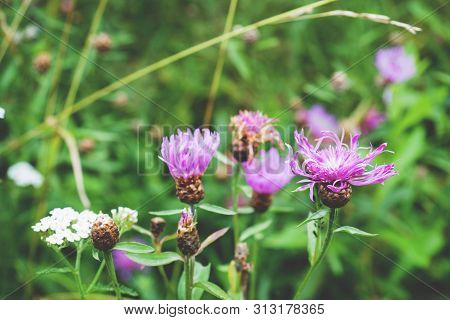 Grow Purple Flowers Of Serratula Lycopifolia Plant