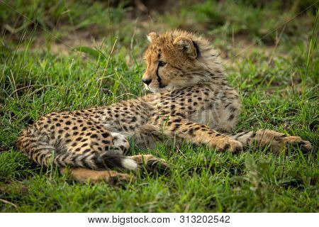 Cheetah Cub Lies On Grass Looking Back