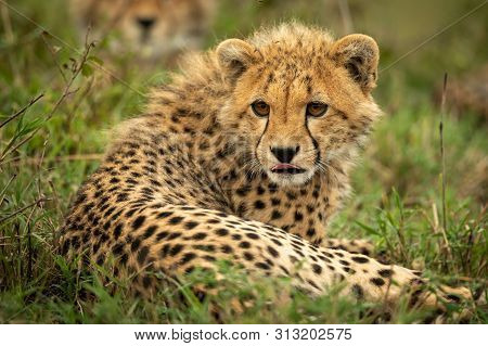 Cheetah Cub Lies Licking Lips In Grass