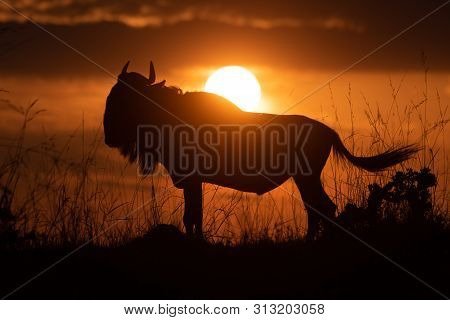 Blue Wildebeest Silhouetted At Sunset Flicking Tail