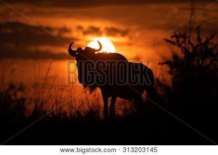 Blue Wildebeest Stands Silhouetted Against Sunset Sky