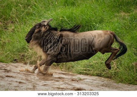 Blue Wildebeest Jumps Into River With Spray
