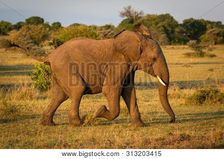 African Bush Elephant Runs Across Sunlit Savannah
